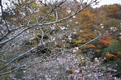 301114紅葉と寒桜�.jpg