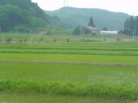 kinoko2008_0619