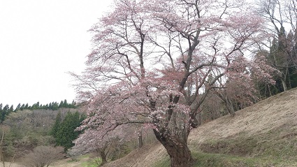 大山桜�.JPG