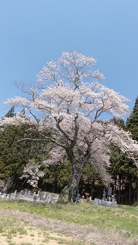 種まき桜.JPG