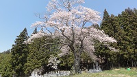種まき桜２.JPG