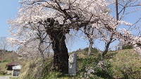 種まき桜入口.JPG